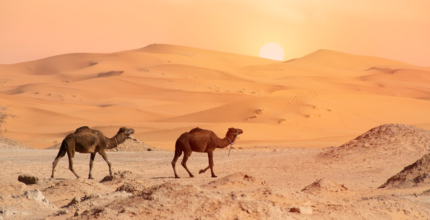 10 activities to do and see in merzouga with children in one week