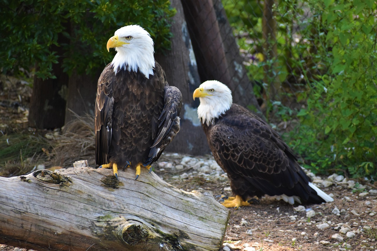 7 activities to enjoy and spot eagles with kids in 7 days 2