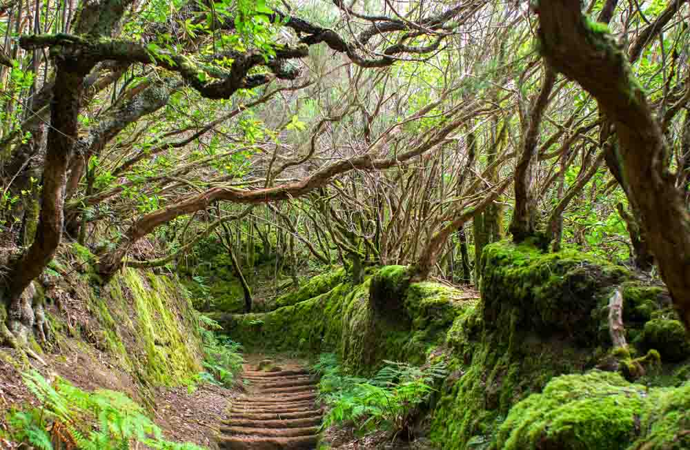 9 pueblos en la via hacia santa cruz de tenerife para visitar en primavera