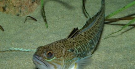 a bana tierra de buenos marineros y mejores peces