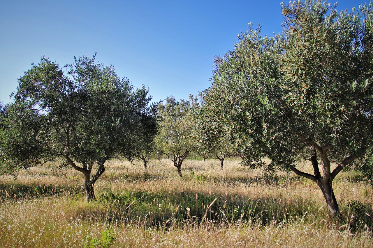 abengibre land of lordship and ancient olive trees 8