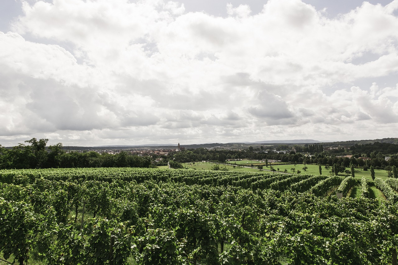 asparrena renowned wine producing lands 10