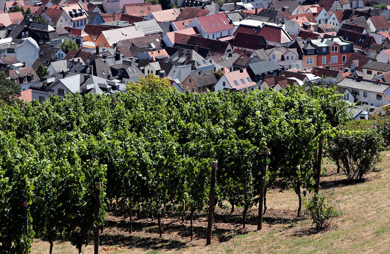 asparrena renowned wine producing lands 2