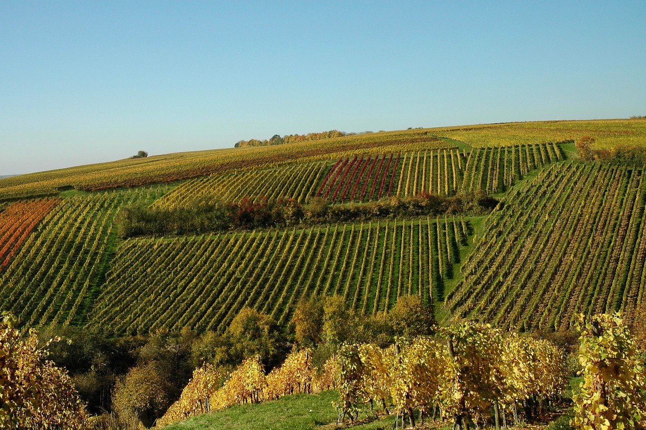 asparrena renowned wine producing lands 8
