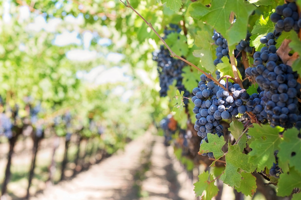 asparrena renowned wine producing lands
