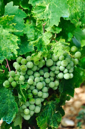 brion productor de los mejores vinos en tierras fertiles