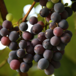 El Ballestero - Un pueblo tranquilo entre viñedos y olivos