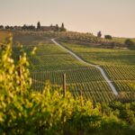 Frades - Entre viñedos y bodegas, paraíso del enoturismo