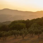 Higueruela - Hermosos paisajes entre olivares y viñedos