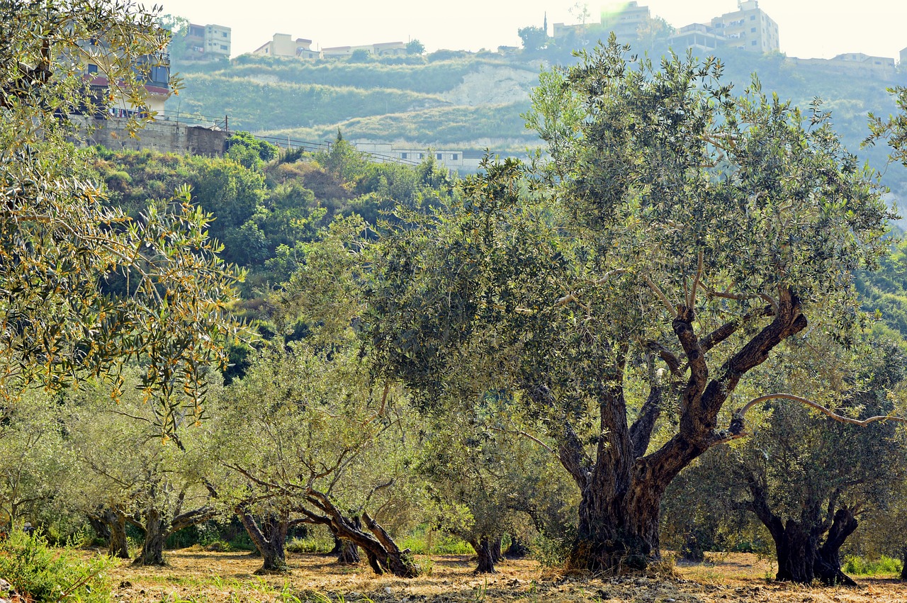 higueruela hermosos paisajes entre olivares y vinedos 2