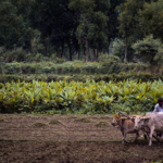 Negreira es un encantador y tranquilo pueblo rural ubicado entre los ríos Tambre y Xallas.