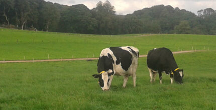 ordes la capital de la leche gallega de calidad