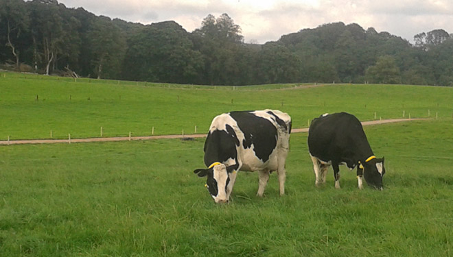 ordes la capital de la leche gallega de calidad