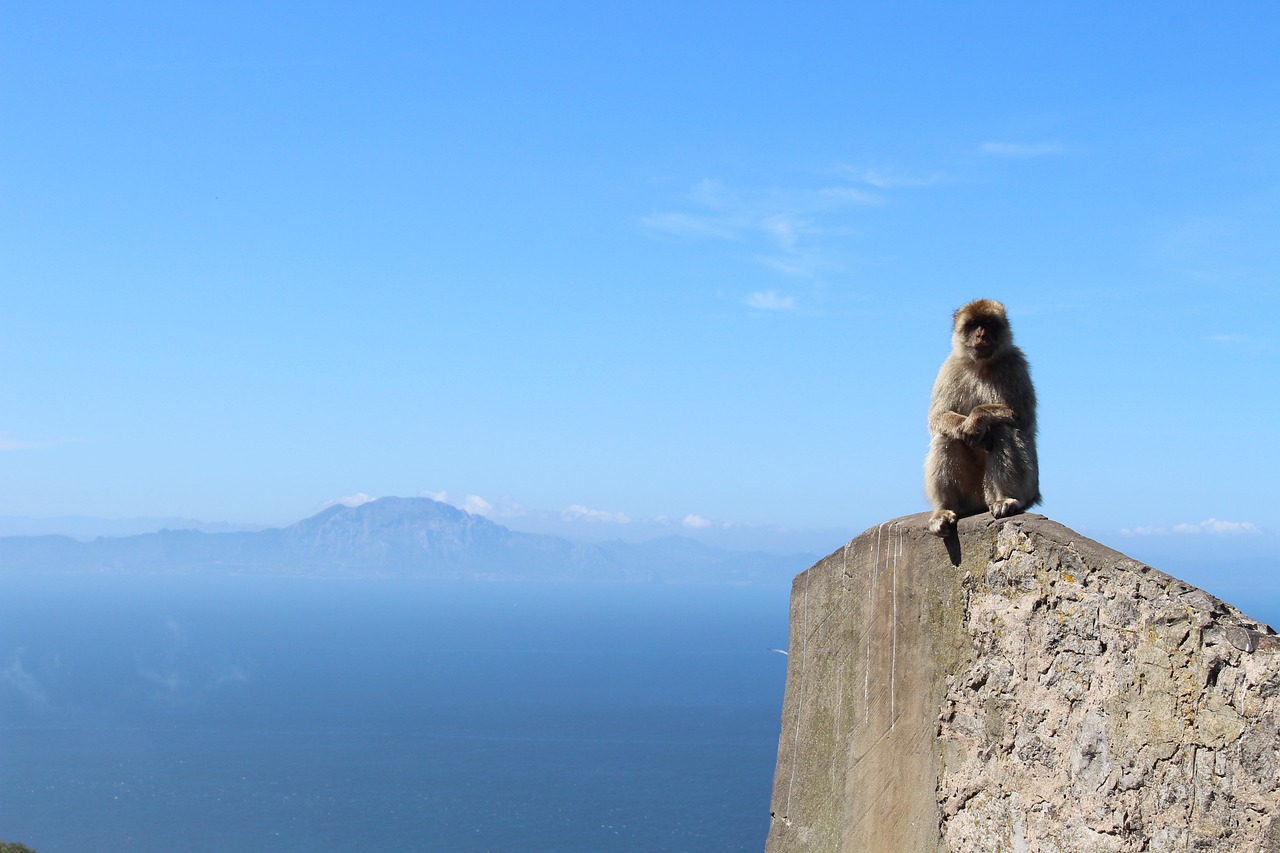 10 actividades para ver y disfrutar en gibraltar con ninos en una semana 2