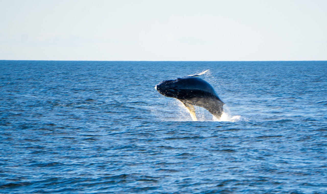 8 actividades que puedes ver y disfrutar en alaska con ninos en una semana 1