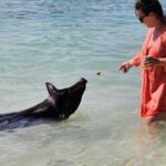 10 actividades que puedes ver y disfrutar en las Bahamas con niños en 7 días