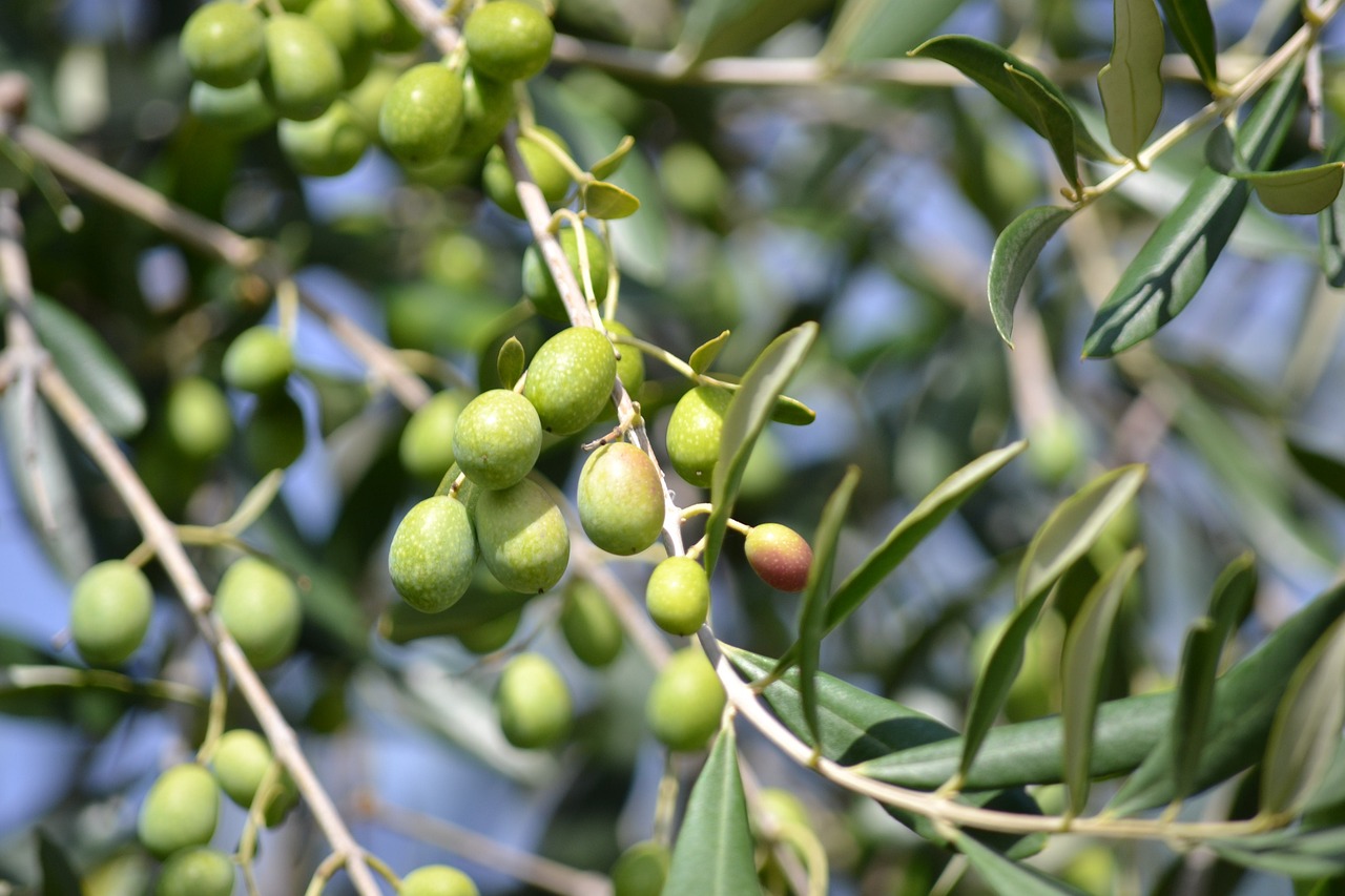 abla tierra de olivos y huertos fertiles 1
