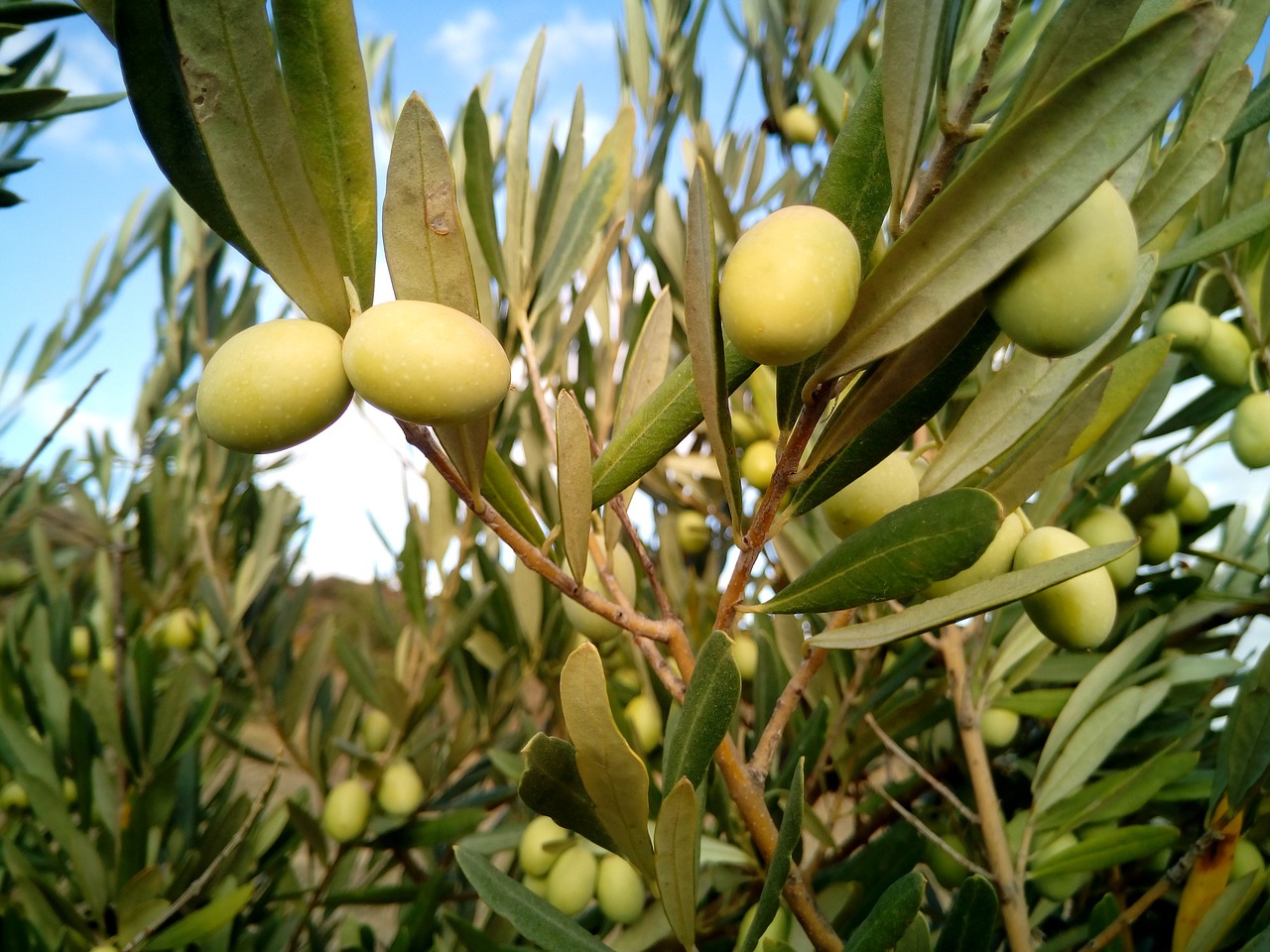 abla tierra de olivos y huertos fertiles 3