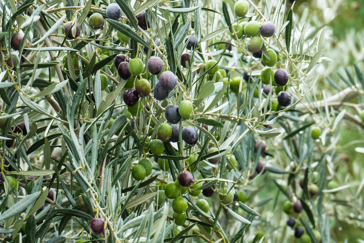alicun entre vinedos y olivares nace el mejor aceite 6